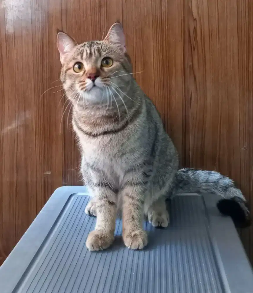 Kucing BSH British Shorthair