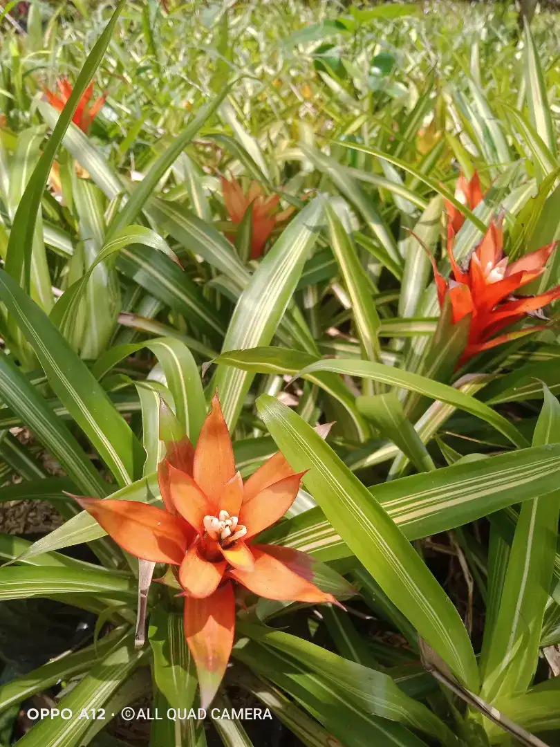 Tanaman hias hidup Bromelia liliput bunga