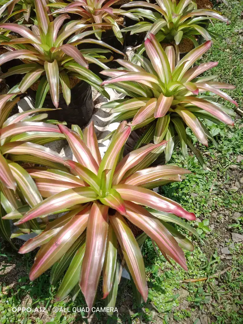 Pohon Bromelia nanas