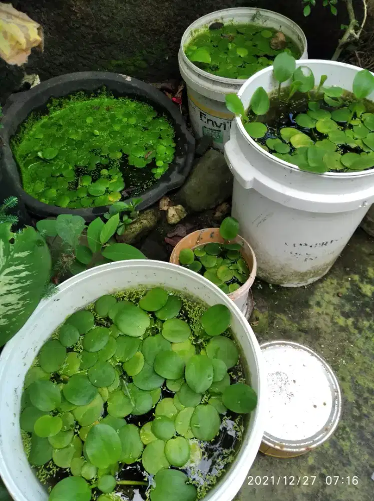 Tanaman air frogbid solo