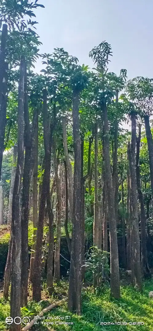 POHON PULE BATANG TUNGGAL TINGGI 4 SD 5 METER