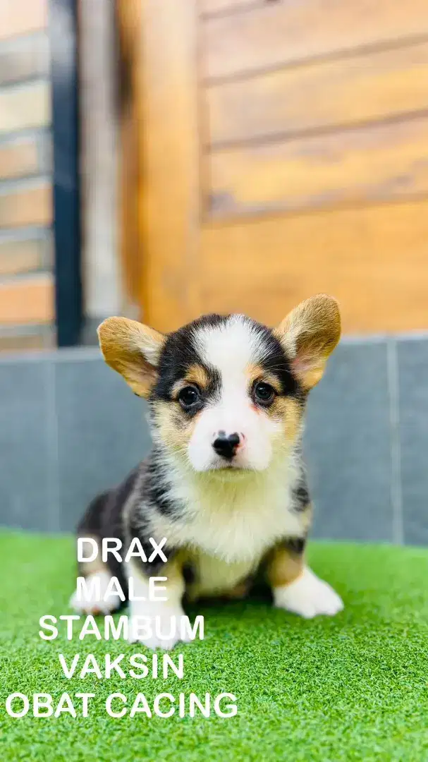 Anak Anjing Corgi Jantan Stambum