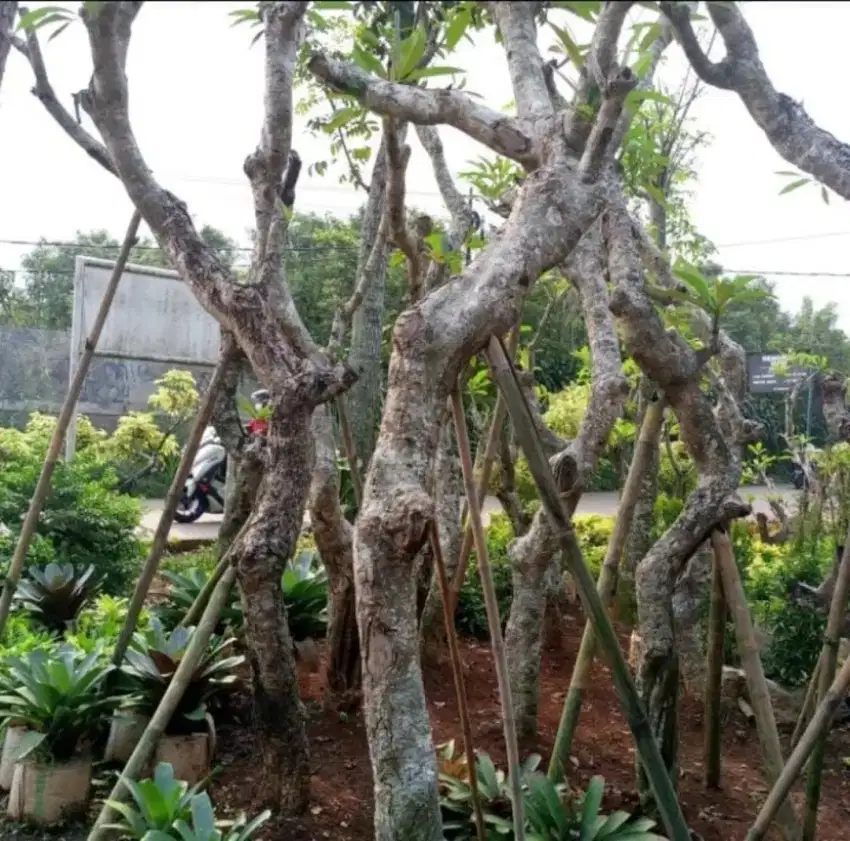 Pohon kamboja fosil