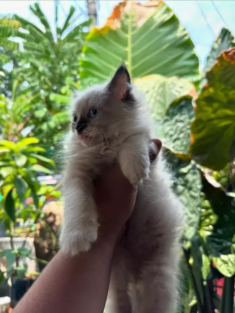 Kucing Persia dan Himalaya