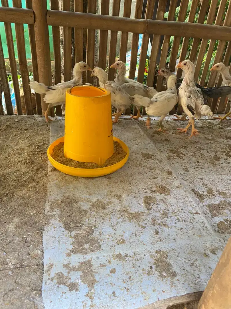 Ayam Kampung dan entok