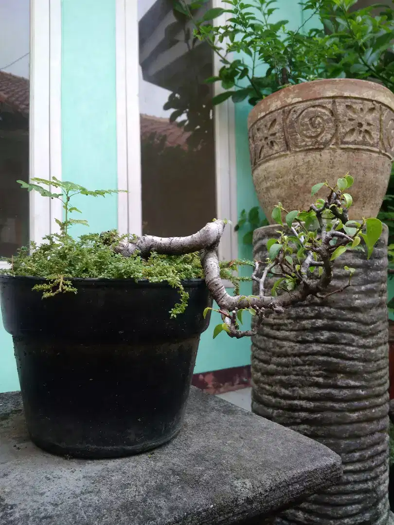 Pohon Bonsai Beringin dan Asam Jawa Borongan 7 Pohon