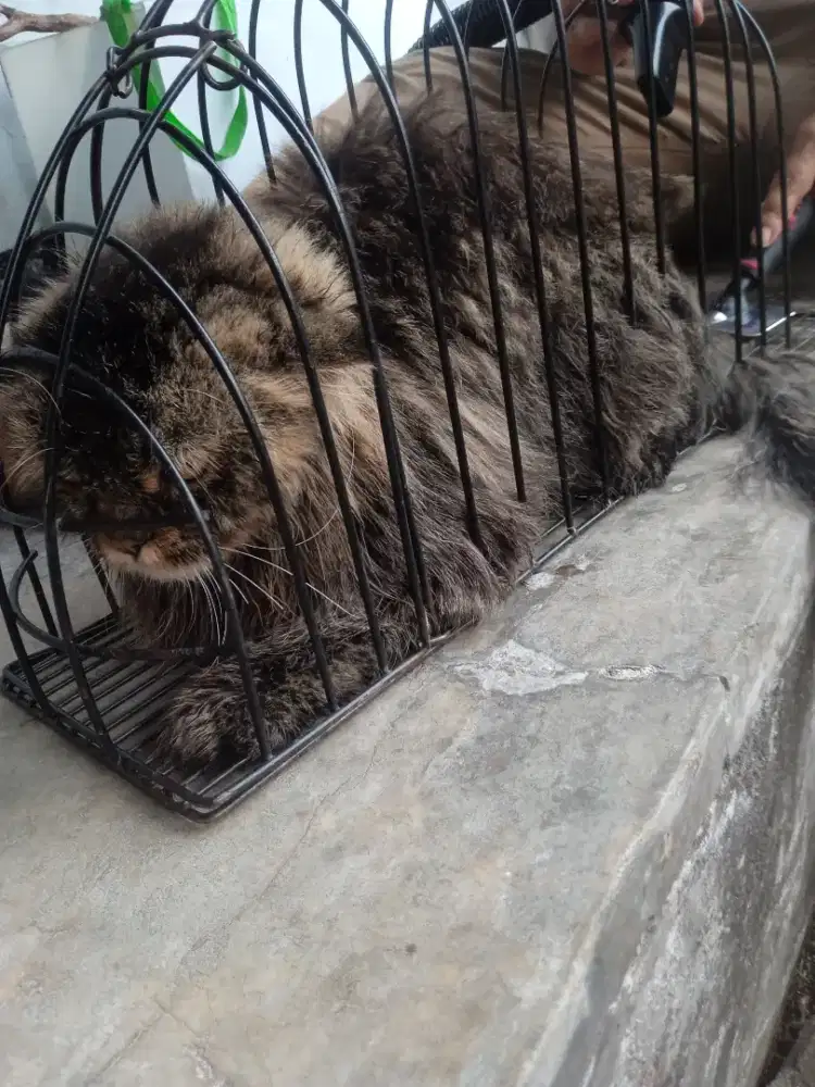 grooming kucingg panggilan