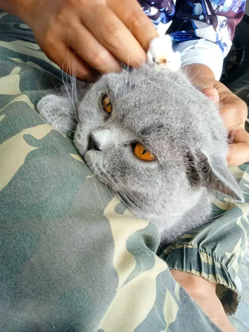 groming kucing panggilan