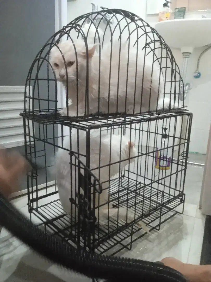 groming kucing panggilan
