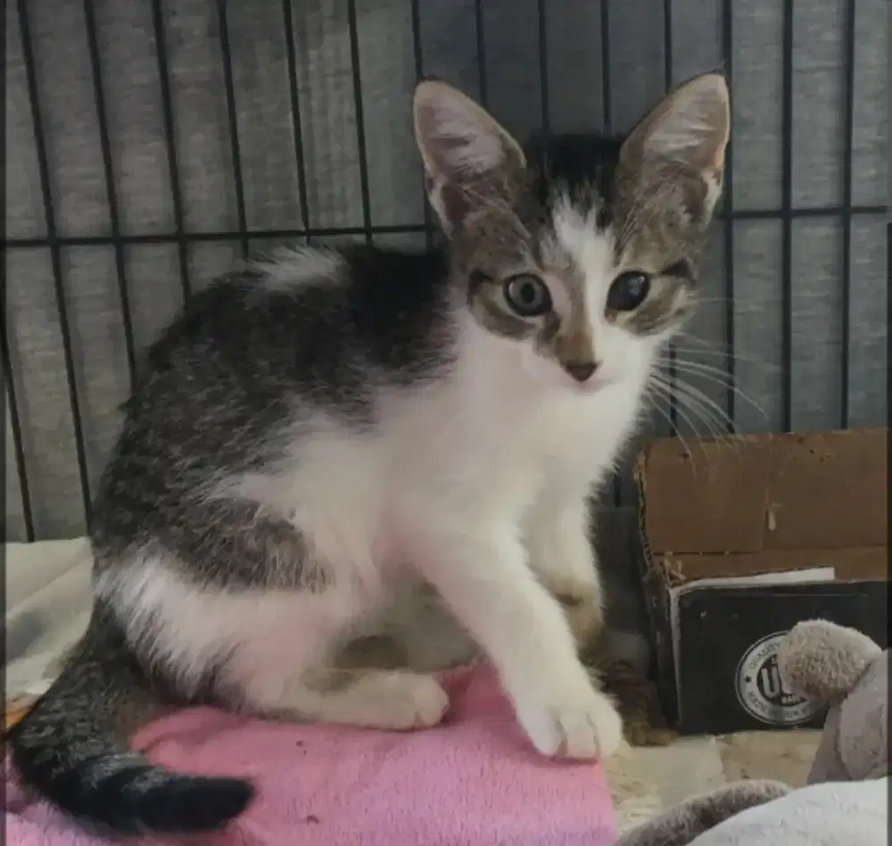 grooming kucing panggilan