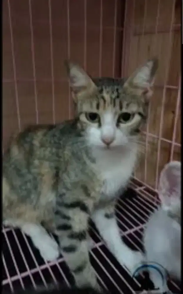 grooming kucing panggilan