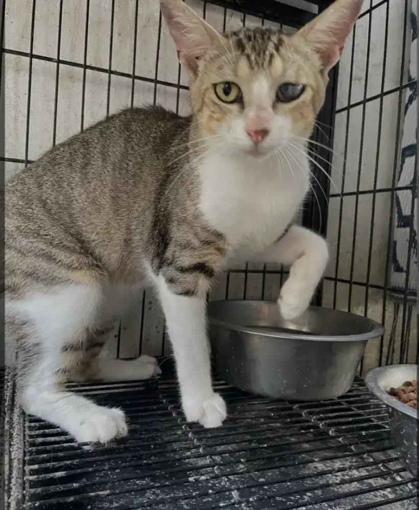 grooming kucing panggilan