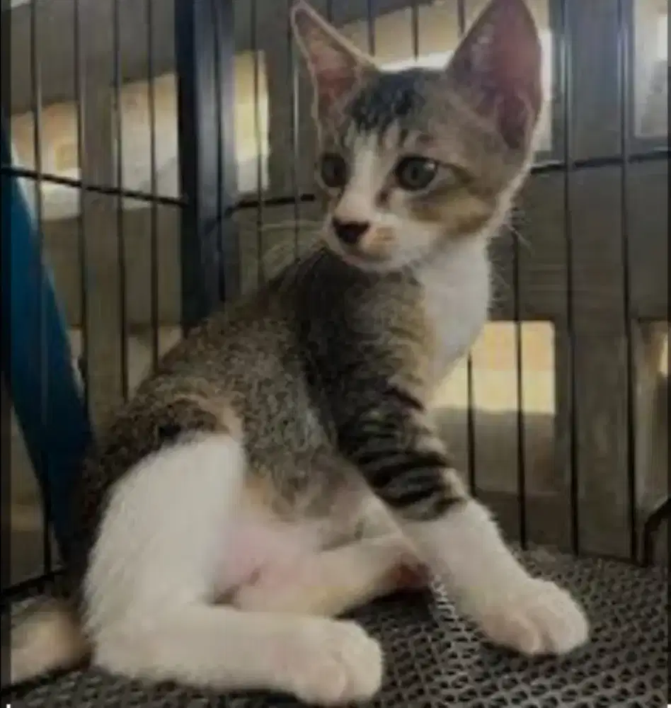 grooming kucing panggilan