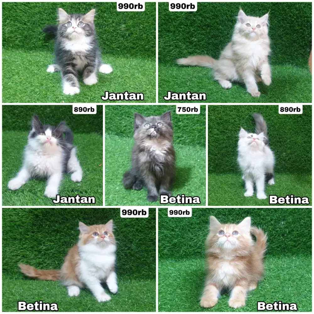 Kucing Persia longhair bulu kapas gemoy dan imut