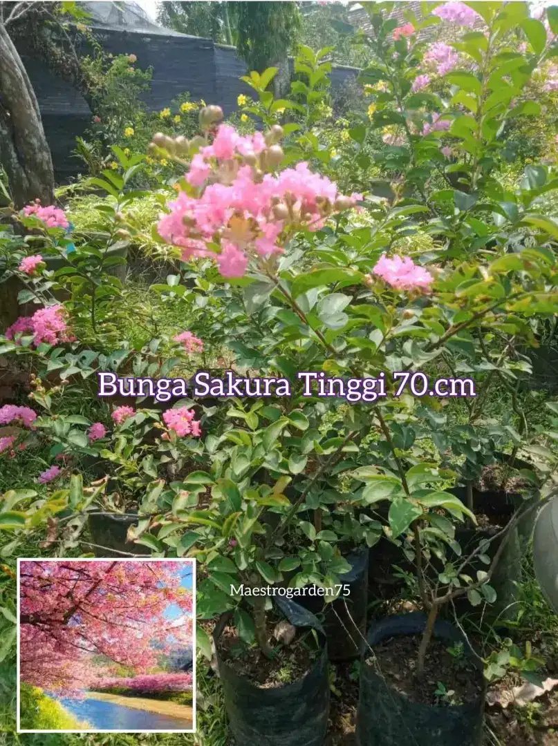 Bunga Sakura Tinggi 70 _ 80 cm