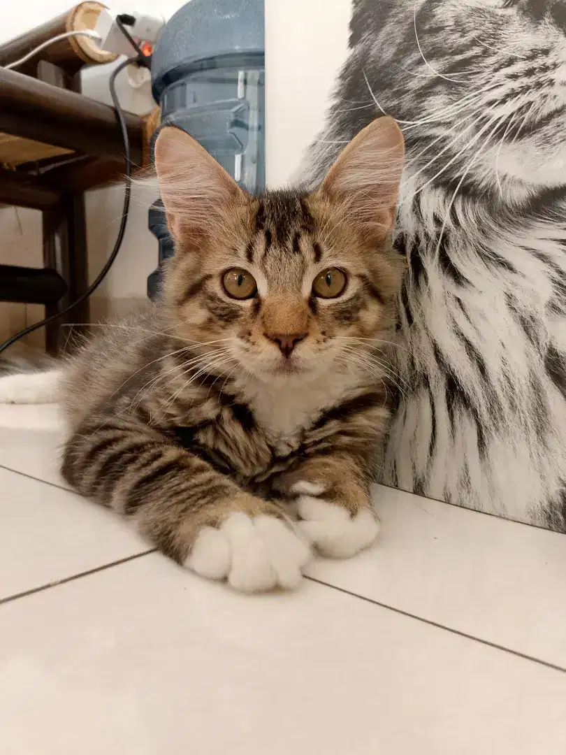 Open Adopt MAINE COON JANTAN Usia 5 bln GANTENG