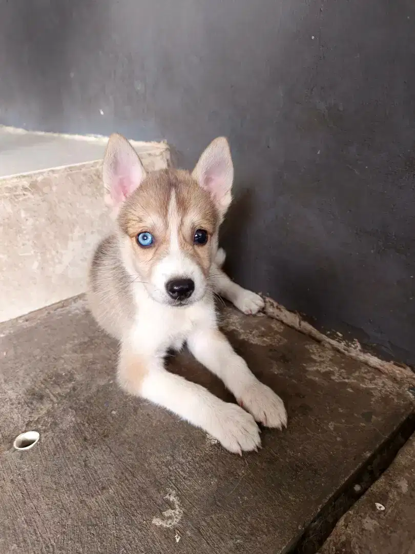 PUPIES MIX SIBERIAN HUSKY