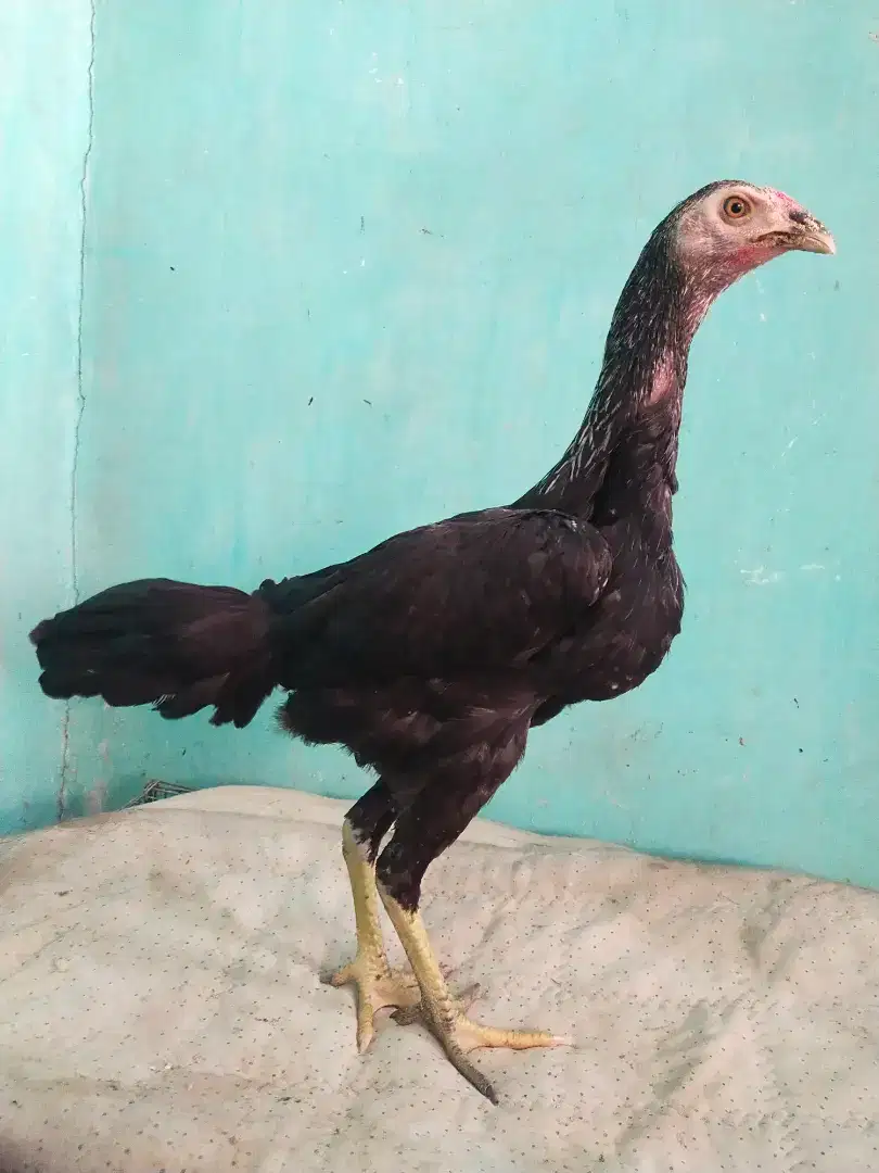 Ayam Bangkok klasik