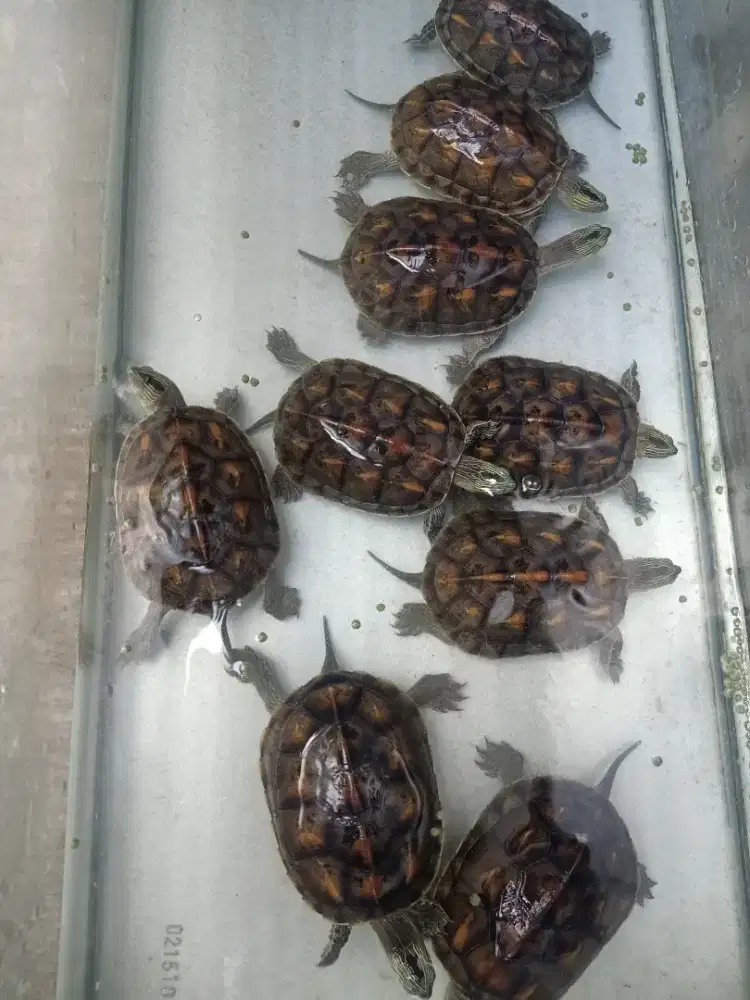 Kura kura ocadia sinensis 17 cm