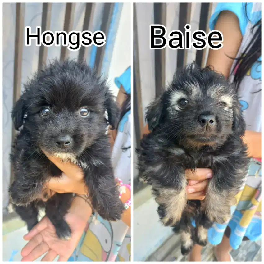 NEGO ANAK ANJING PUPPY SCHNAUZER MIX SILVER POODLE