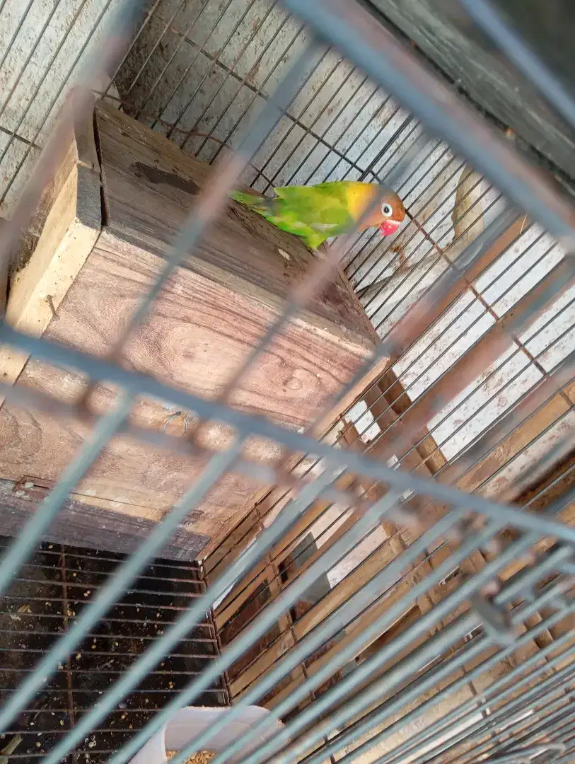 Burung lovebird pasjo