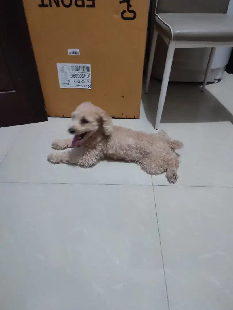 Jual Anjing Poodle Betina