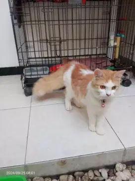 Kucing Persia Jantan Umur 3,5bln,  Gimbul, sehat Lucu imut