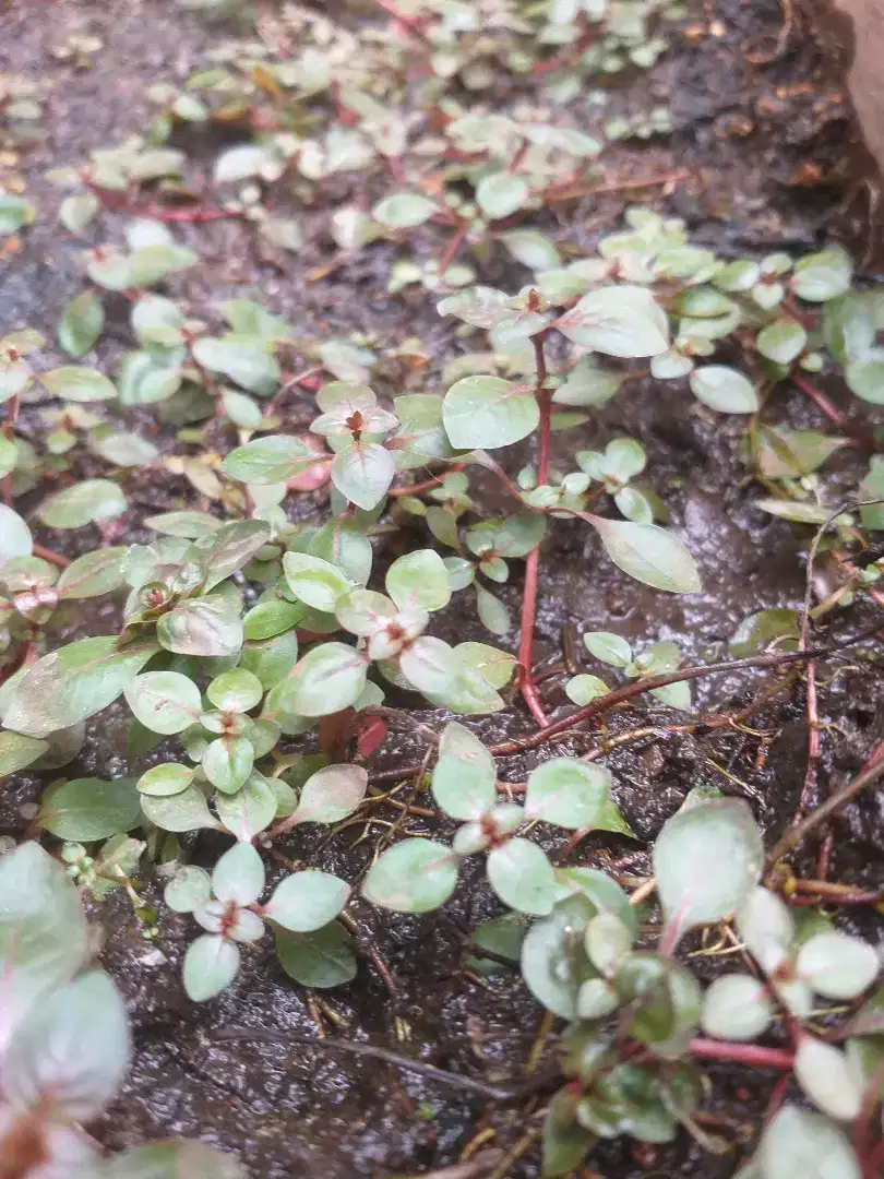 Tanaman aquascape Ludwigia Sp Res