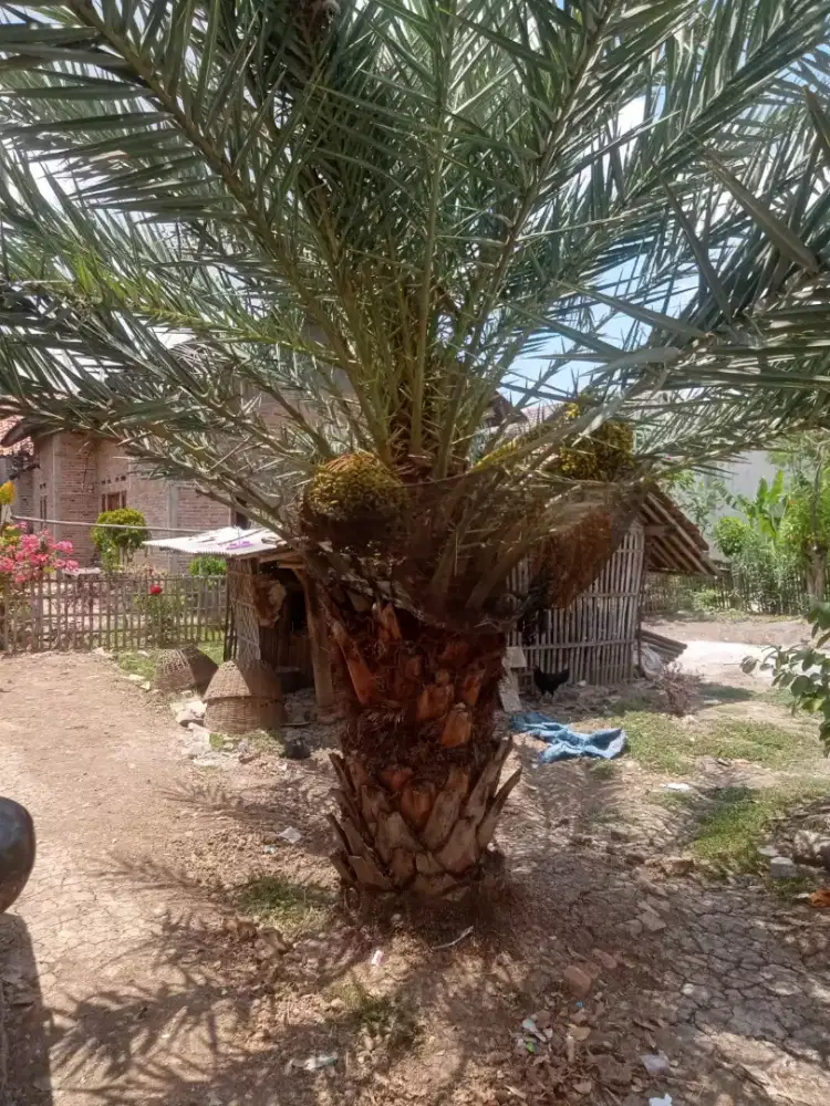 Jual pohon kurma