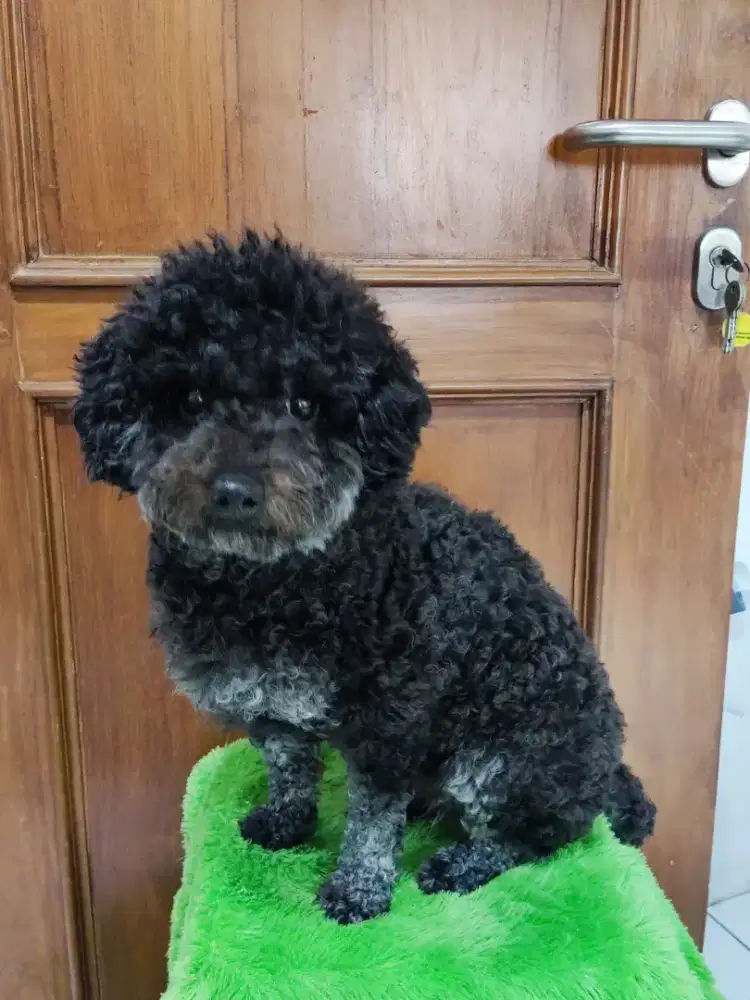 Toy poodle betina panthom hitam rare 1.5 tahun