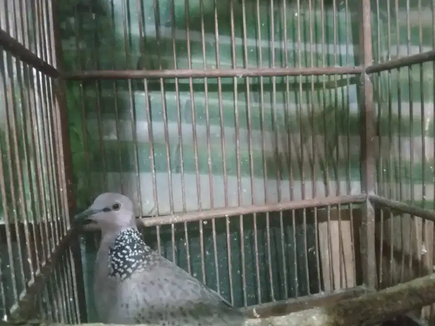 BURUNG TEKUKUR KUK 1 JANTAN