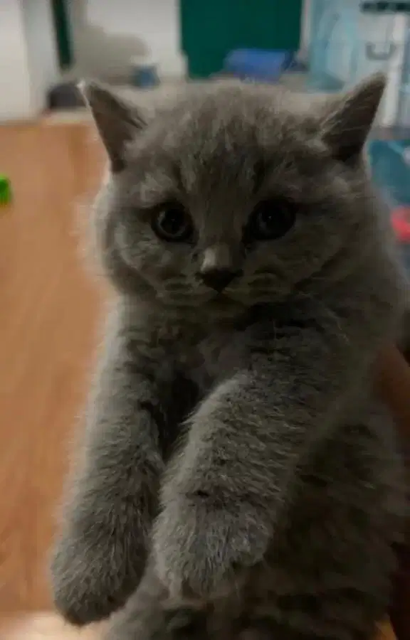 British Shorthair