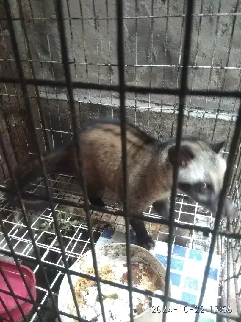 Musang betina + kandang. Hubungi dg WA saja.