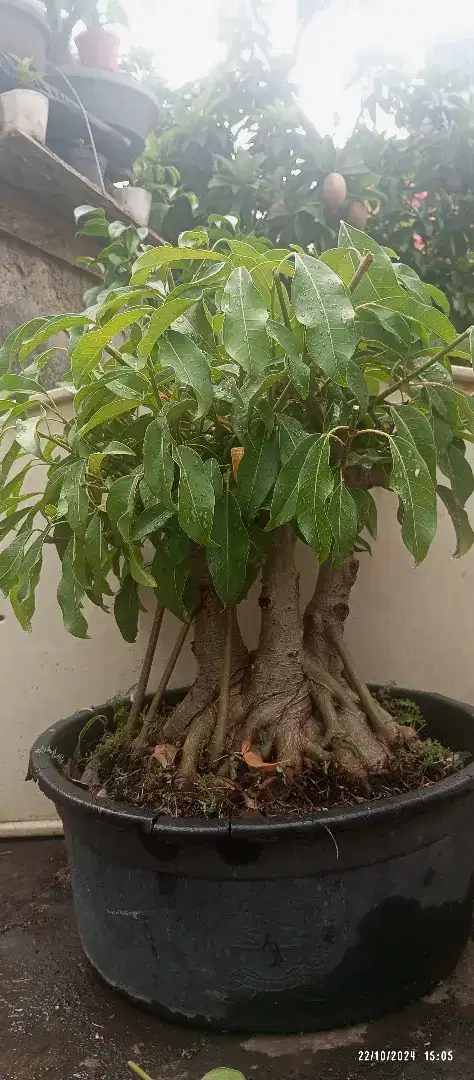 Bonsai Bunut Mikro