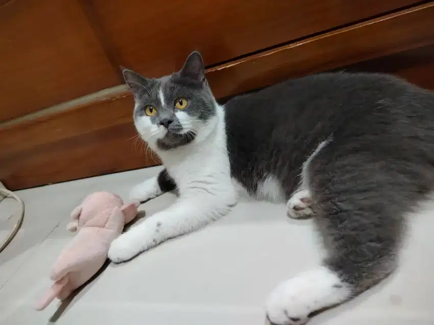 KUCING BRITISH SHORT HAIR JANTAN BICOLOR