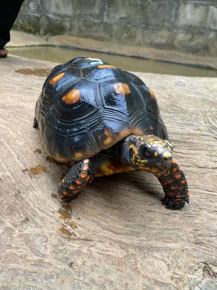 Red foot Redfoot Tortoise no 5