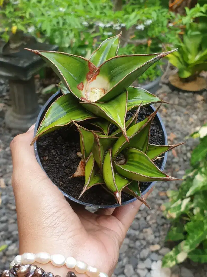 Jual Sansevieria Pinguicula Variegata