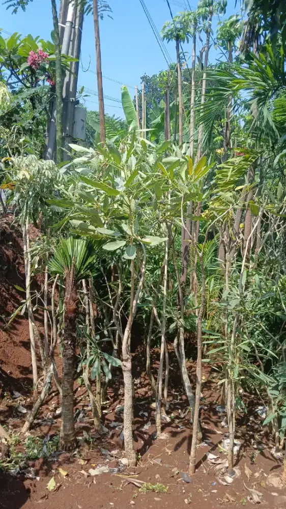 Pohon pule tunggal (pohon pelindung)