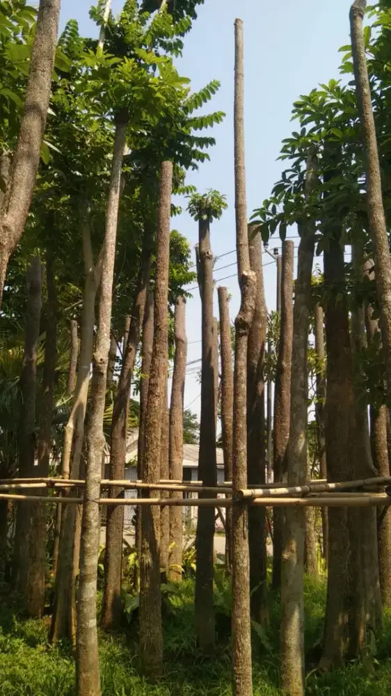 Pohon pule tunggal (pohon pelindung)