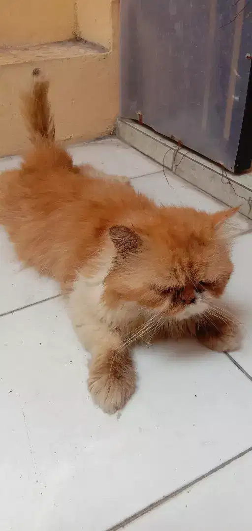 BU Kucing persia pesek