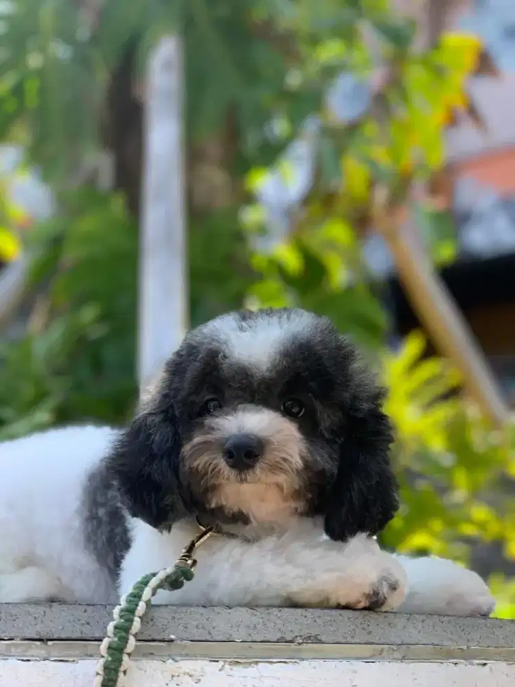 Poodle Party Silver Open stud