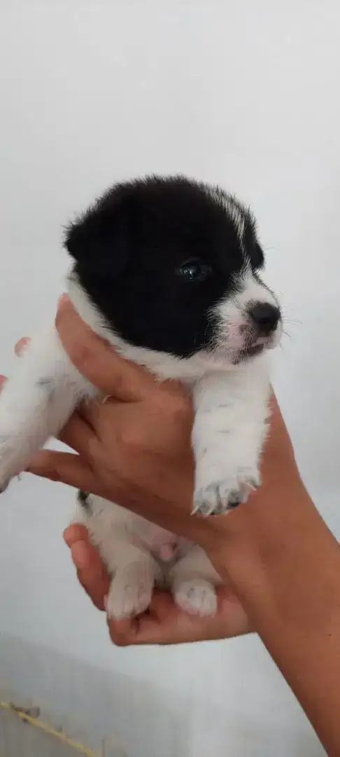 Puppies corgi mix