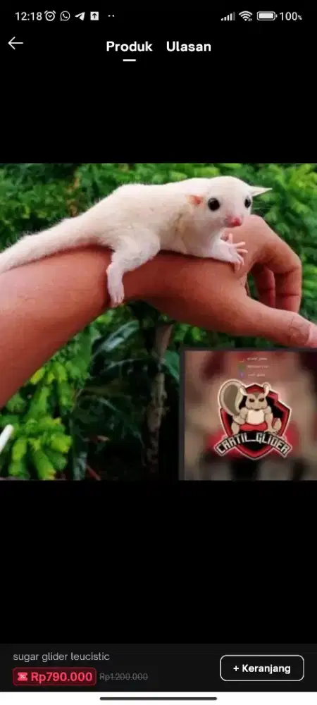 Sugar Glider Leucistic