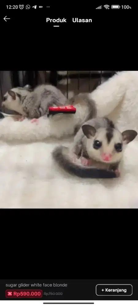 Sugar glider White face