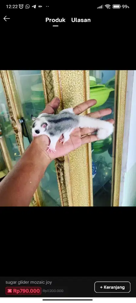 Sugar Glider mosaic