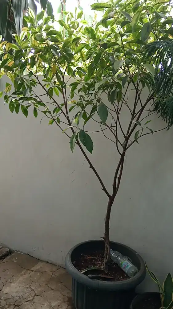 Pohon beringin putih