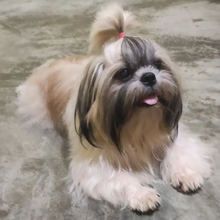 Anjing shihtzu jantan pejantan.