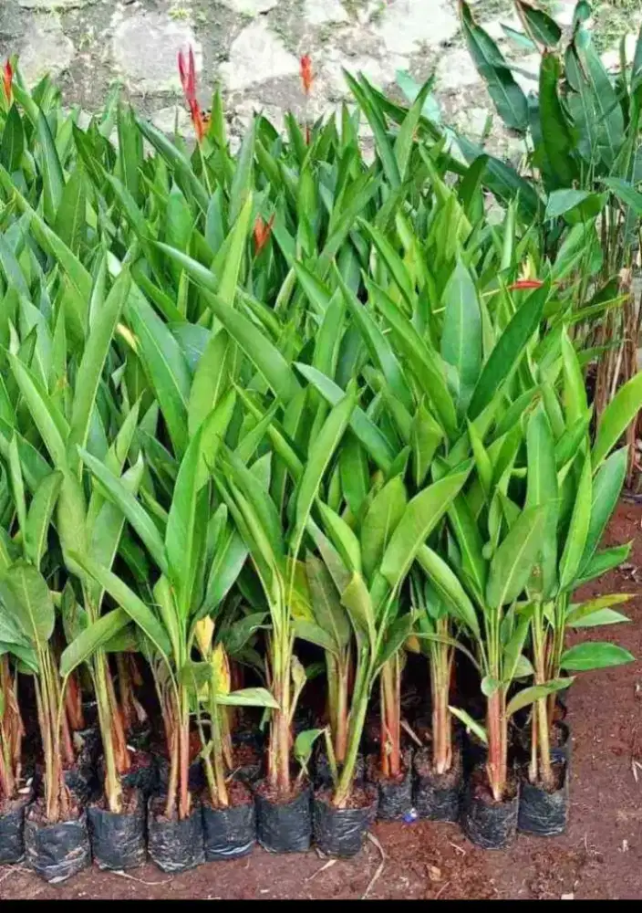 Jual pohon pisang pisangan