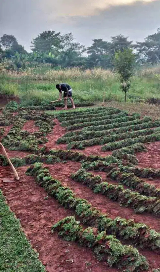 Jual rumput gajah mini