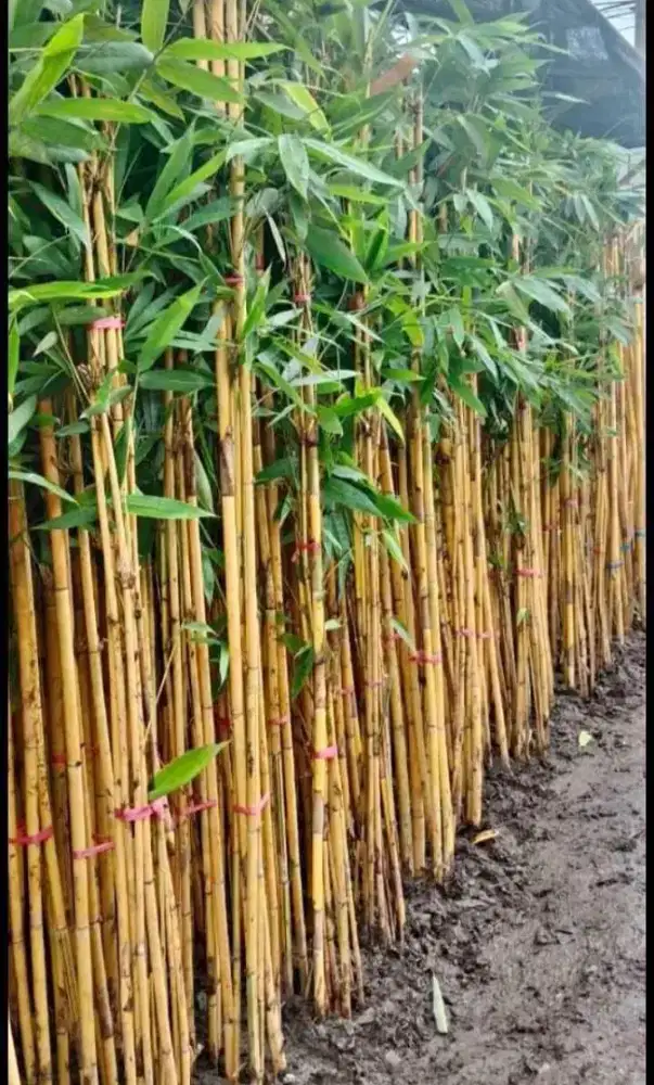 Jual pohon bambu panda